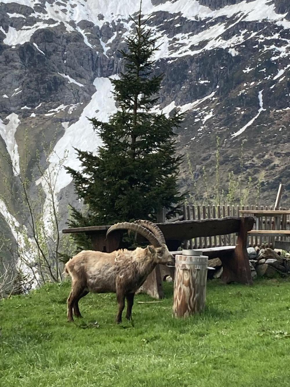Berggasthaus Tschingelhorn Stechelberg Exterior foto